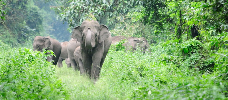 Jaldapara National Park