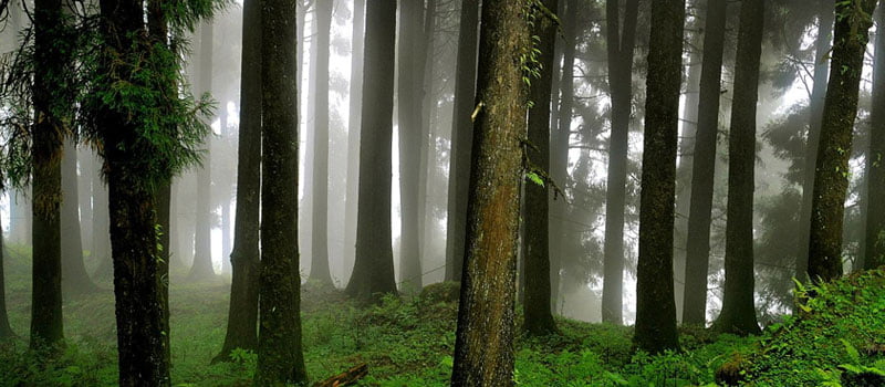 Neora Valley National Park