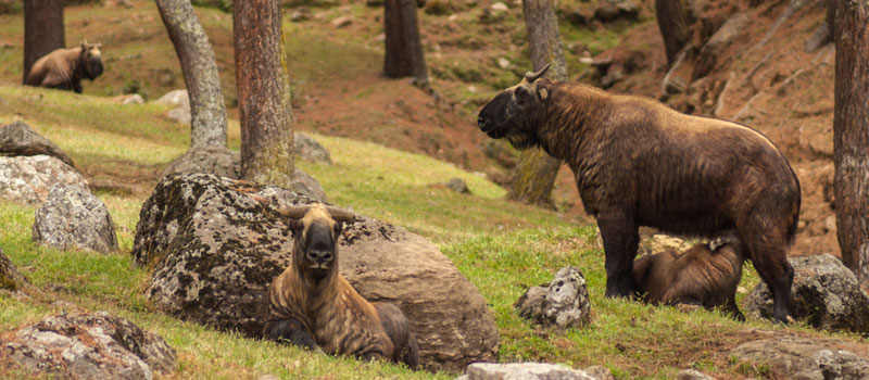 Royal Manas National Park