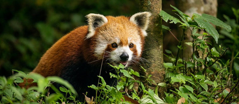 Padmaja Naidu Zoological Park