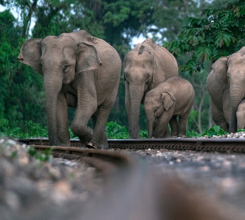 Dooars Wild Life Tour